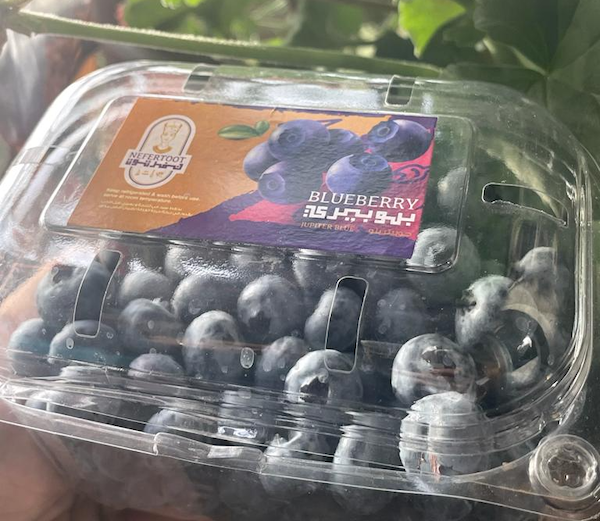 علبة بلوبيري صنف جوبيتر - 225 جرام x 5